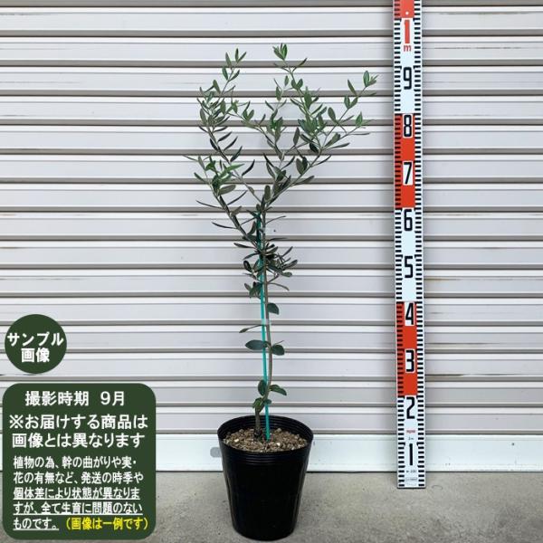 カラマタ】接木苗 2年生苗 6号ポット オリーブ[からまた・花木 カラマタ】接木苗 2年生苗 6号ポット オリーブ[からまた・花木