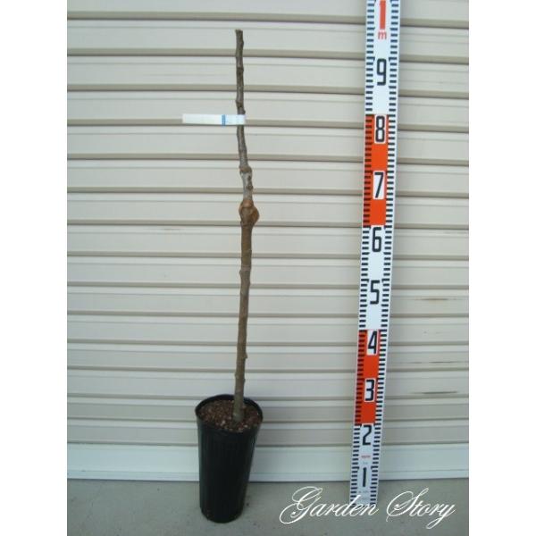 y̋݁zsxt PNږؕc zVmLJ@킢؁@S [wF\QOQUNP{ȍ~܂͒ʏ픭 [ʎc؁@]