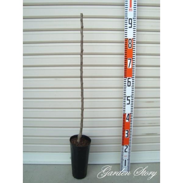 yzsۗtt PNږؕc S [wF\QOQUNP{ȍ~܂͒ʏ픭 [ʎc؁@ь@S]