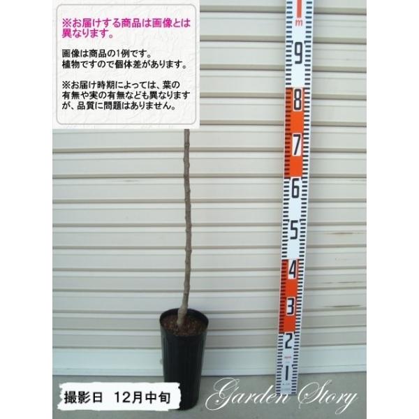 yr[XC[gzsxt PNږؕc 킢؁@S [wF\QOQUNP{ȍ~܂͒ʏ픭 [ʎc؁@ь@]