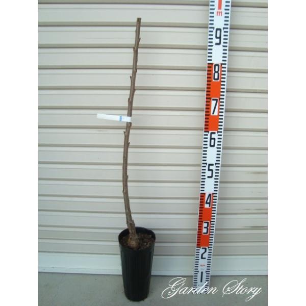 紅さやか 2枚目