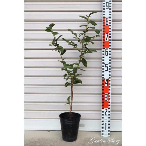 yu[WFCz ږؕc m[UnCubVnEu[x[ [ʎc]