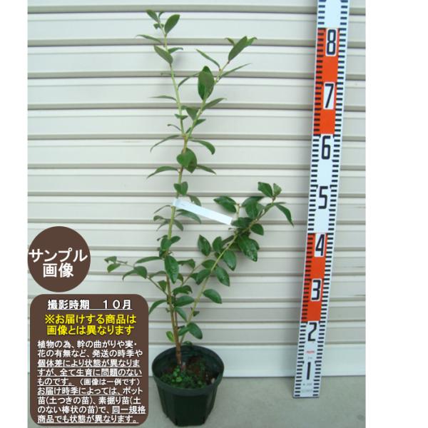 yXC[gn[gz ږؕc m[UnCubVn u[x[ [Ԃ[ׂ[ K[fXg[[ ʎc]