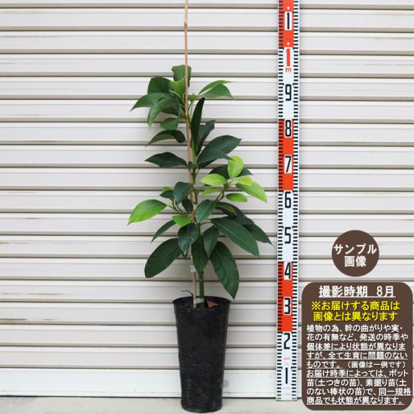 アボカド　穂木　ウインターメキシカン アボカド ウィンターメキシカン Aタイプ 苗 販売 苗木部 By 花