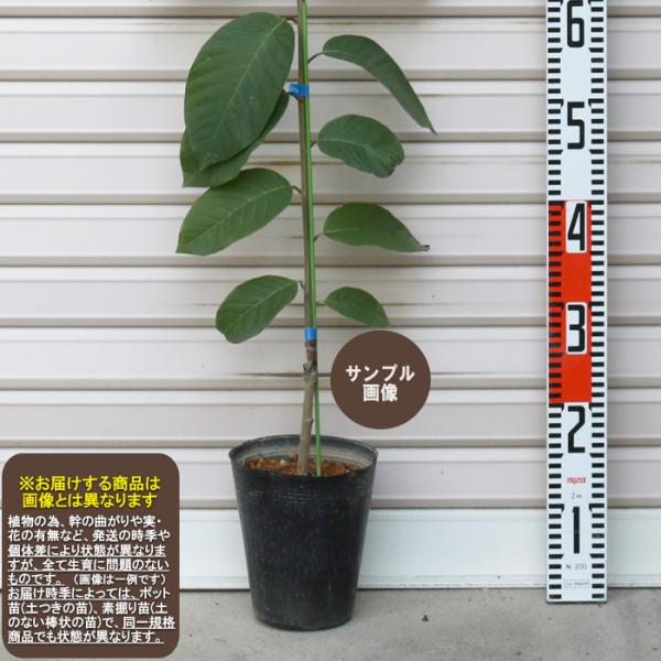 garden-story_7705s-1-1