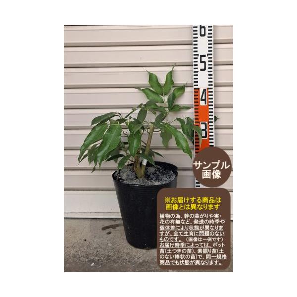 佐多ライチ】 アウトレット1年生苗 ※※ [果樹苗木 ライチ レイシ