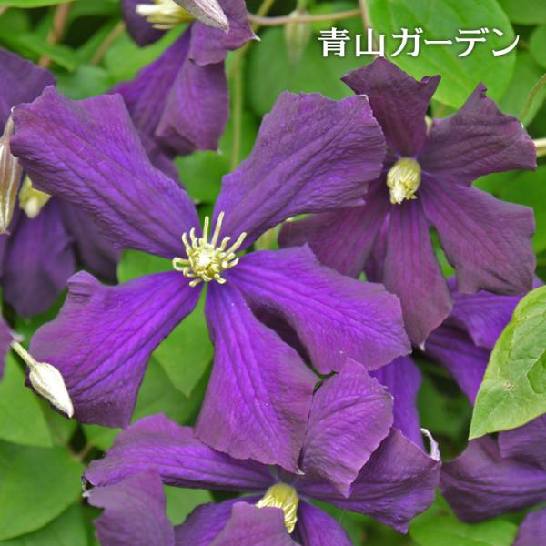 クレマチス 苗 大鉢 エトワール バイオレット ビチセラ系 B Buyee 日本代购平台 产品购物网站大全 Buyee一站式代购 Bot Online