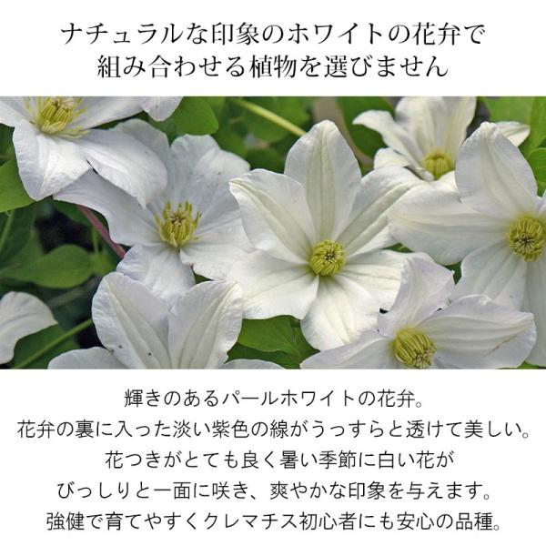 クレマチス 苗 大鉢 フルディーン ビチセラ系 B Buyee Buyee Japanese Proxy Service Buy From Japan Bot Online