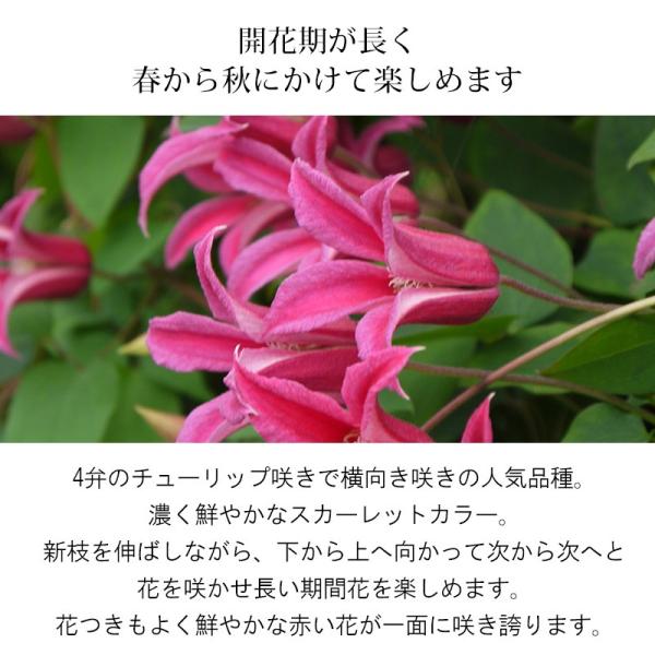 クレマチス 苗 大鉢 プリンセス ダイアナ テキセンシス系 B Buyee Buyee Japanese Proxy Service Buy From Japan Bot Online