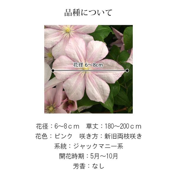 クレマチス 苗 大鉢 カロライン B Buyee 日本代购平台 产品购物网站大全 Buyee一站式代购 Bot Online