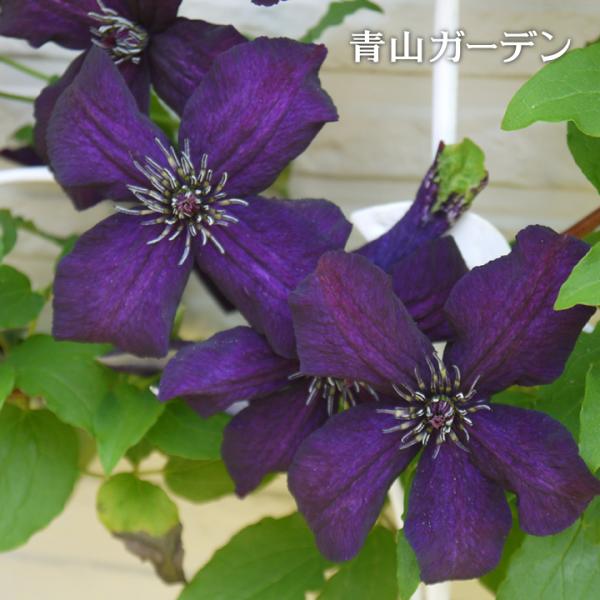 花 鉢 クレマチス 苗の人気商品 通販 価格比較 価格 Com