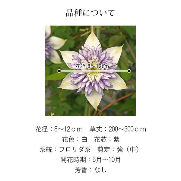 クレマチス 苗 大鉢 ビエネッタ B Buyee Buyee 일본 통신 판매 상품 옥션의 대리 입찰 대리 구매 서비스