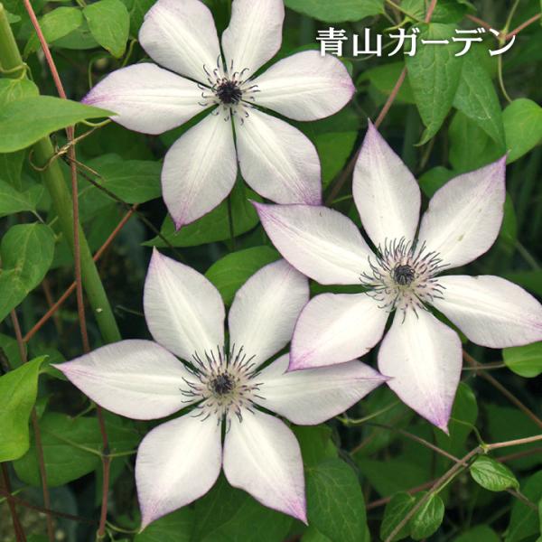 クレマチス 苗の人気商品 通販 価格比較 価格 Com