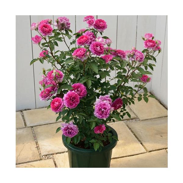 4月中旬以降発送 バラ 新苗 ロサ オリエンティス シェエラザード オリジナルポット A Buyee 日本代购平台 产品购物网站大全 Buyee一站式代购 Bot Online