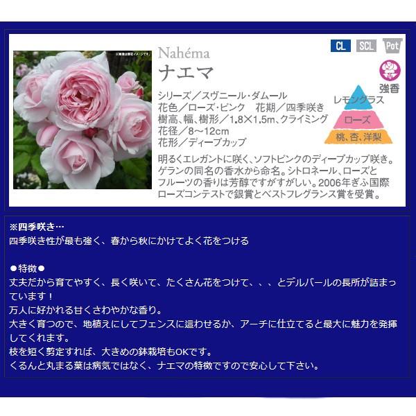 バラ 大苗 デルバール ナエマ 6号オリジナルポット A Buyee Buyee Japanese Proxy Service Buy From Japan Bot Online