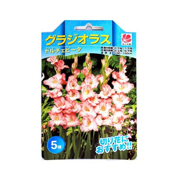 花の大和 グラジオラス ドルチェビータ 5球入り Y1102 Seebu 0023 Gardengarden 通販 Yahoo ショッピング