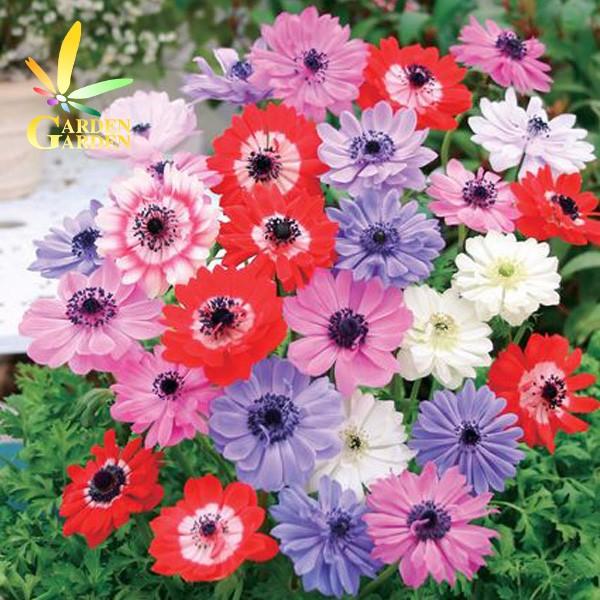 9月下旬入荷 アネモネ球根 モナークミックス 35ml Y1509 Seebu 0155 Gardengarden 通販 Yahoo ショッピング