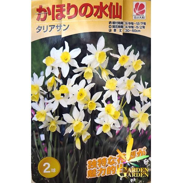 9月下旬入荷 スイセン球根 かほりの水仙 タリアサン 2球入り Y1709 Seebu 0108 Gardengarden 通販 Yahoo ショッピング