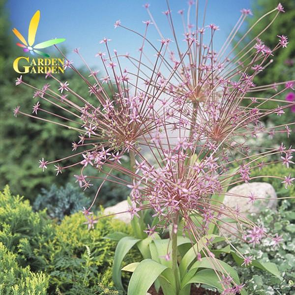 9月下旬入荷 アリウム球根 シュベルティ 1球入り Y1709 Seebu 0226 Gardengarden 通販 Yahoo ショッピング