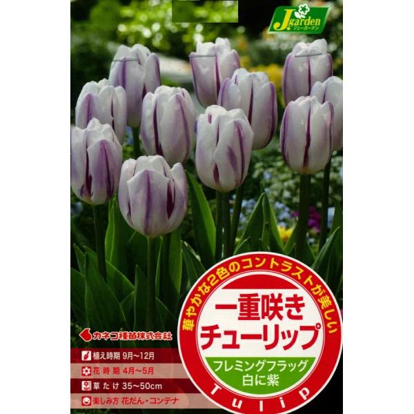 秋植え球根 チューリップ 一重咲きチューリップ フレミングフラッグ 白に紫 4球入〜 2色咲き レンブラントチューリップ レンブラント咲き