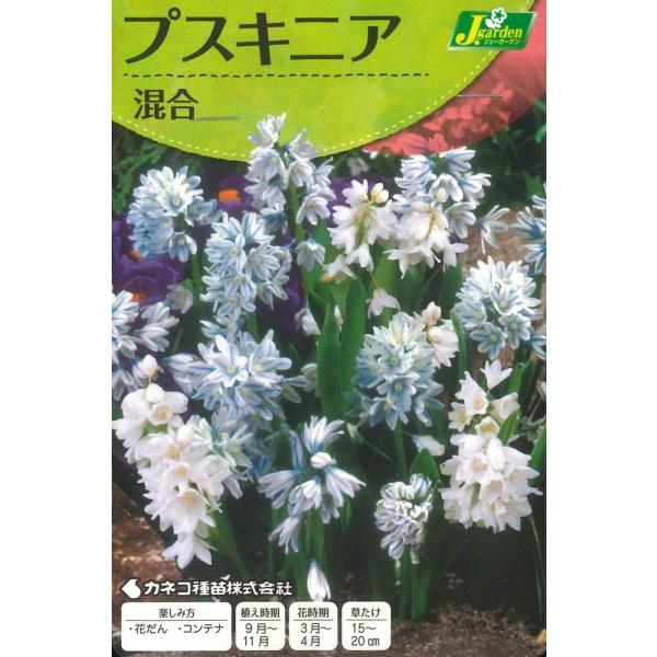 秋植え球根　プスキニア 混合　10球入 〜 プシキニア プシュキニア