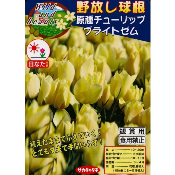 秋植え球根 チューリップ　ミニミニチューリップ　バタリーニブライトジェム10球入 〜 野放し球根 原種チューリップ ブライトゼム