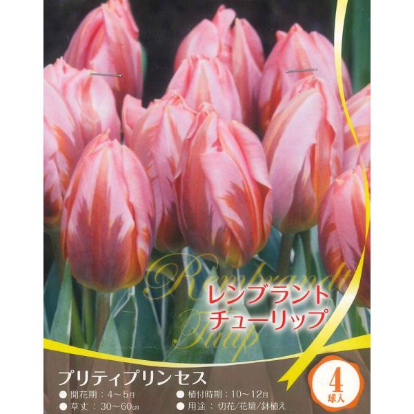 秋植え球根 チューリップ レンブラントチューリップ プリティ プリンセス 4球入〜 2色咲き レンブラント咲き