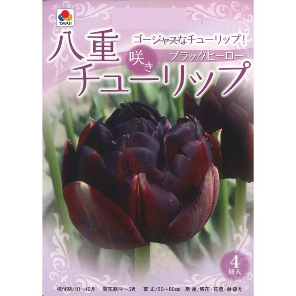 秋植え球根 チューリップ 八重咲きチューリップ ブラックヒーロー 4球入〜 魅惑の黒い? チューリップ 暗紫