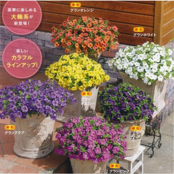 やっぱりサントリーのカリブラコア 花苗販売3月末 発送 サントリーフラワーズ ミリオンベル9cmポット苗 グランシリーズ 代購幫