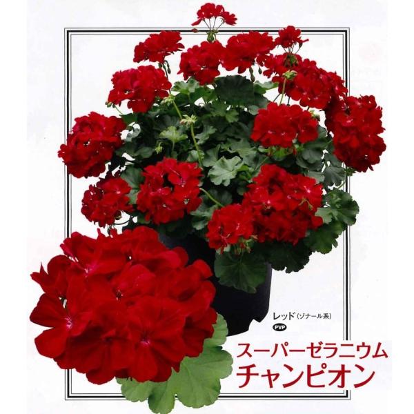花苗販売 4月15日 発送 Pw スーパーゼラニウム チャンピオン レッド キャロル ガーデニングどっとコムyahoo 店 通販 Yahoo ショッピング
