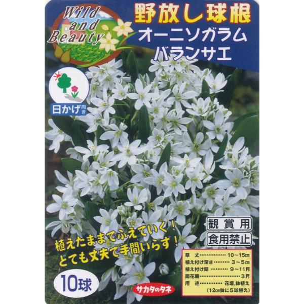 秋植え球根 野放し球根 オーニソガラム バランサエ 10球入のレビュー クチコミとして参考になる投稿2枚 Roomclip ルームクリップ