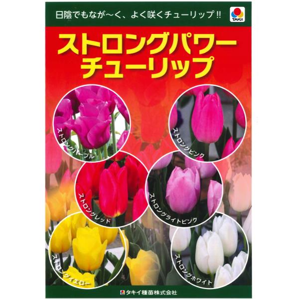 安い新潟産チューリップ 球根の通販商品を比較 ショッピング情報のオークファン