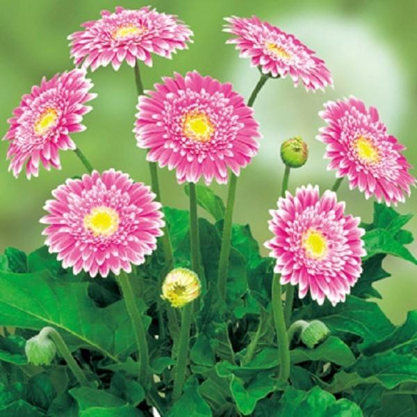 ԕc hK[x KrlA XC[gi֌nj tFXeBo 9`10.5cm||bg 1c _ȕio^o蒆 ii햼FSweet Fiestaj