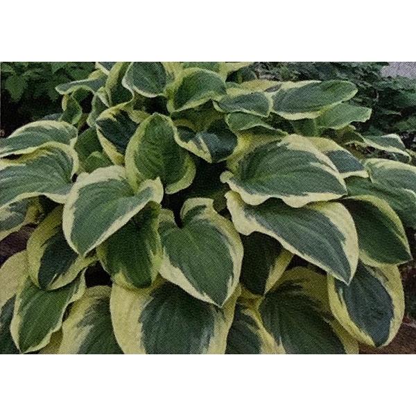 花の大和 花苗 ホスタ（ギボウシ） ダイアナリメンバード 12cmポット 1