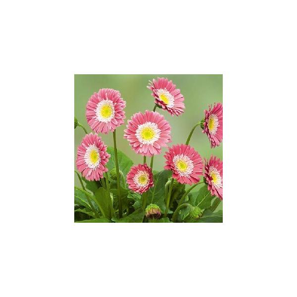 ԕc hK[x KrlA XC[gi֌nj [ 9`10.5cm|bg 1c _ѐYȕio^ o^ԍ 28276 i햼 Garsweetmemo