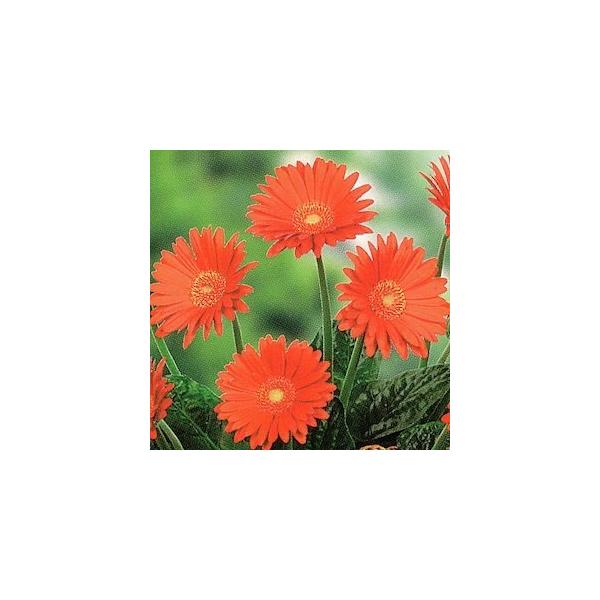 ԕc hK[x KrlA XC[g i֌njGlow OE 9`10.5cm||bg 1c _ȓo^iii햼FGARGL1j