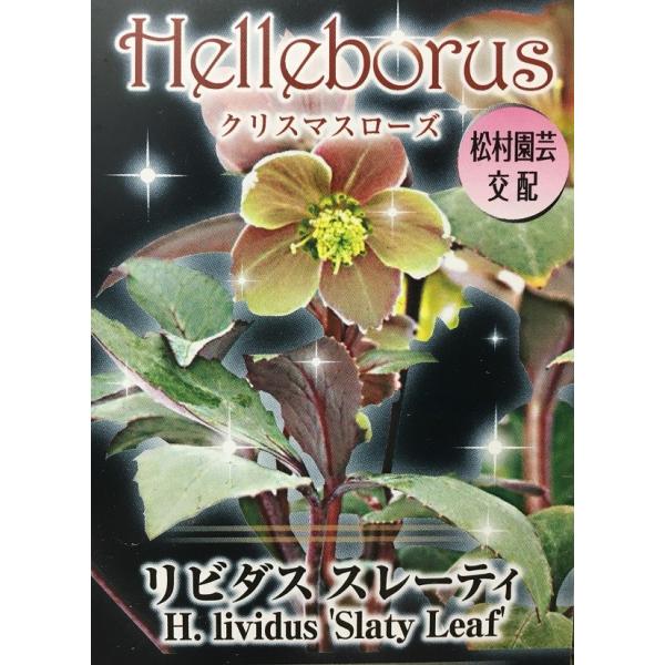 花苗 クリスマスローズ リビダス スレーティ 10.5cmポット 1苗