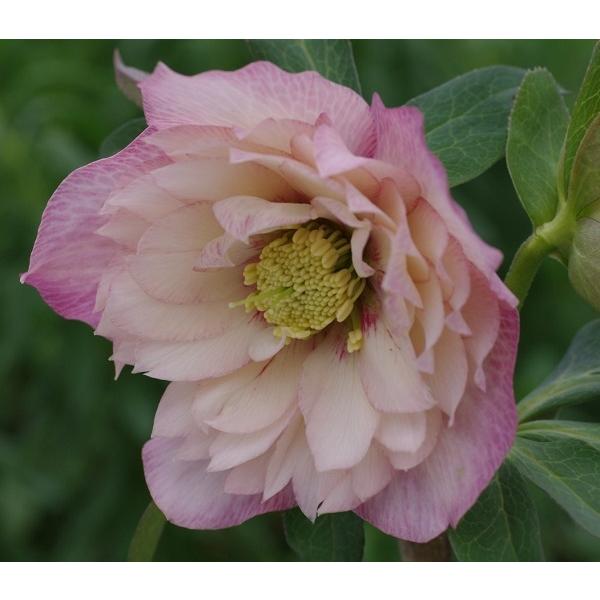 花苗 ミヨシのクリスマスローズ ピーチ プリマドレス 9cmポット1苗 Hananae 0048 Gardener S Shop Ivy 通販 Yahoo ショッピング