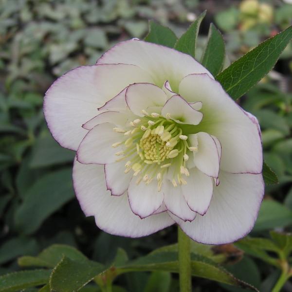 ԕc ~ṼNX}X[Y zCgI[PXg 9cm|bg 1c