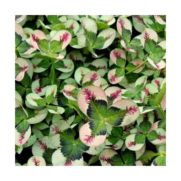 yԕczN[o[ eBg [W 9cm|bg 1c _ѐYȕio^ o蒆