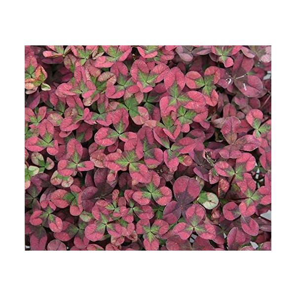 yԕczN[o[ eBg C 9cm|bg 1c _ѐYȕio^ o^ԍ 21539