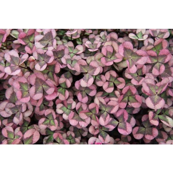 yԕczN[o[ eBg [ 9cm|bg 1c _ѐYȕio^ o蒆