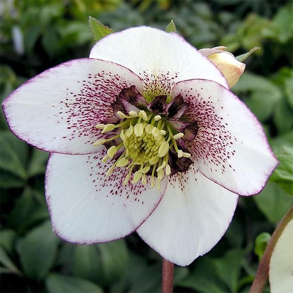 花苗 ミヨシのクリスマスローズ ホワイトシュガーシフォン 9cmポット 1苗 Hananae 0109 Gardener S Shop Ivy 通販 Yahoo ショッピング