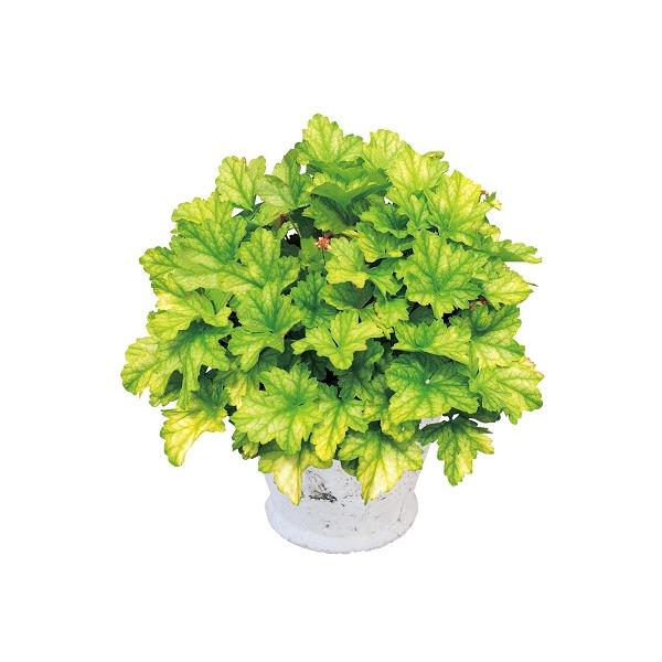 夏の暑さ、直射日光に強い品種です。小振りで形のよいライムグリーンの葉に白い模様が入ります。温度が下がるにつれアンバー、テラコッタへと色づきます。ドルチェシリーズはプルーブンウィナーズ(Proven Winners)ブランドです。一般的なヒュ...