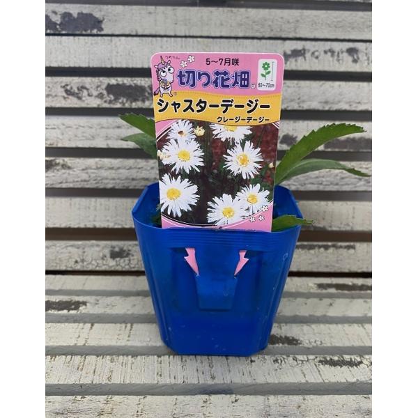 yԕczVX^[f[W[ N[W[f[W[ 9cm|bg 1c