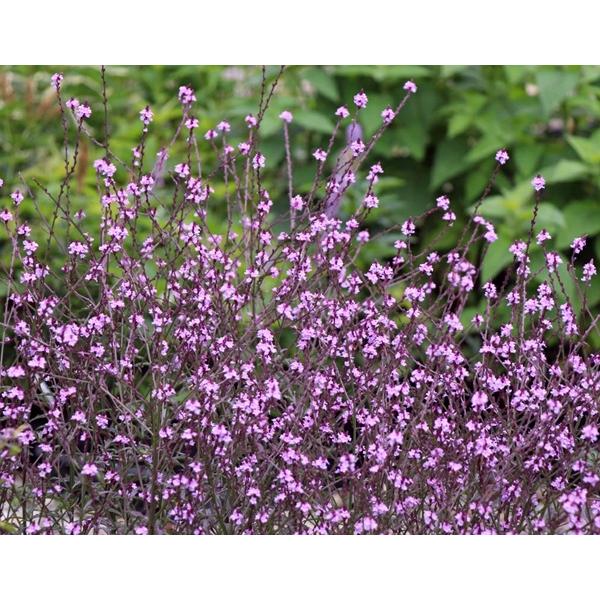 宿根草 バーベナ バンプトン 抜き苗 幼苗（小さめ）10本+α大小 宿根