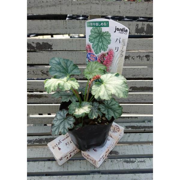 gardeningivy_hananae-0181
