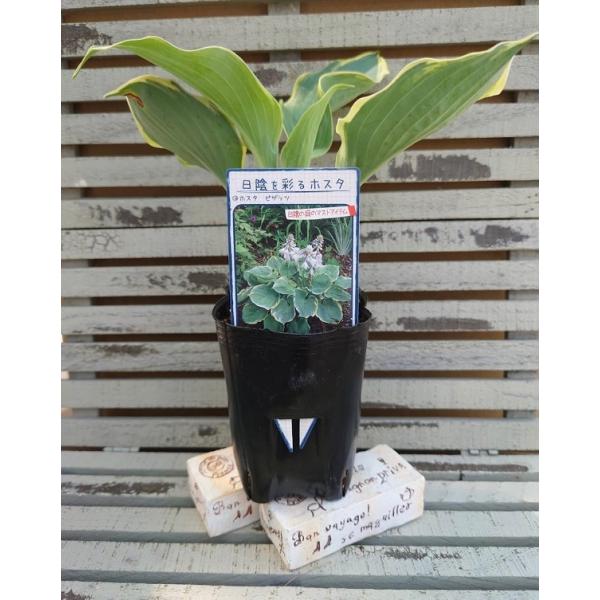 花の大和 花苗 ホスタ（ギボウシ） ピザッツ 9cm ロングポット 1苗