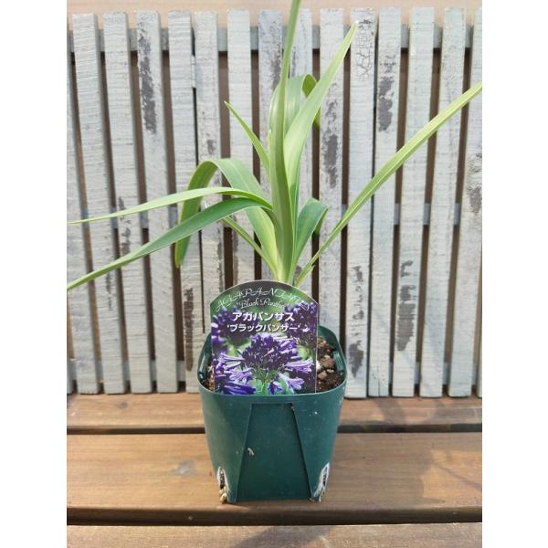 花苗 アガパンサス ブラックパンサー 12cmポット1苗 : Gardener s Shop