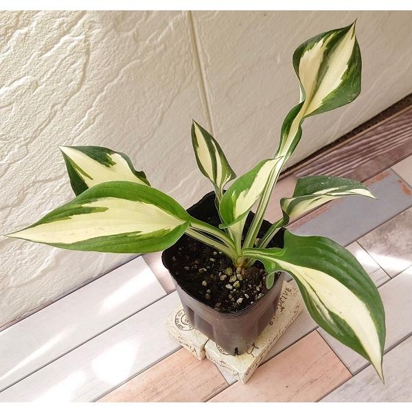 花苗 ホスタ（ギボウシ） ロイヤリスト 9cmロングポット 1苗